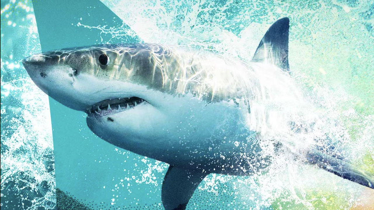 Откройте для себя мир акул: как смотреть "Sharkfest" 2026 онлайн!